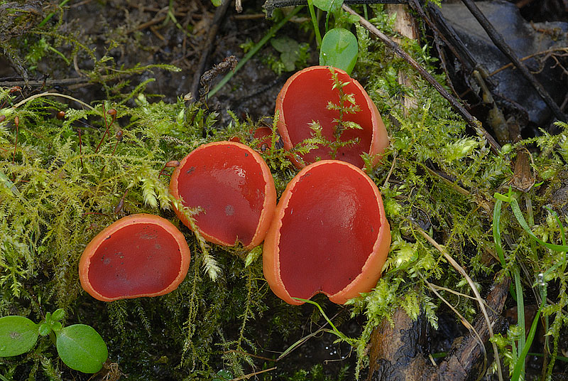 Sarcoscypha austriaca